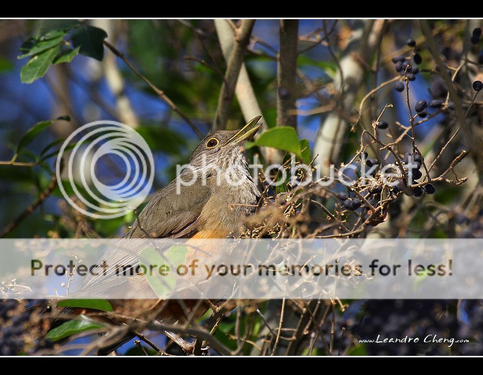 西文名称: zorzal colorado